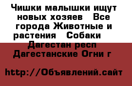   Чишки-малышки ищут новых хозяев - Все города Животные и растения » Собаки   . Дагестан респ.,Дагестанские Огни г.